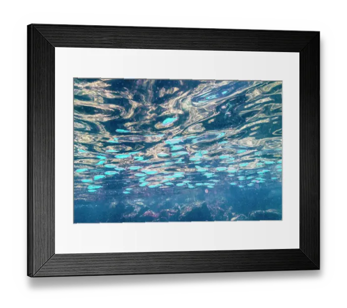 Framed Print : Ecuador, Galapagos National Park, Santa Fe Island. School of anchovies