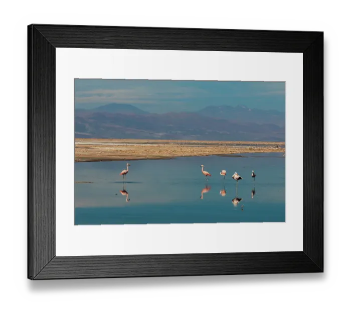 Framed Print : Chilean flamingos, Phoenicopterus, Chilensis, resting and grooming in Chaxa lagoon. Laguna Chaxa, Atacama Desert, Antofagasta Region, Chile Framed Print : Chilean flamingos, Phoenicopterus, Chilensis, resting and grooming in Chaxa lagoon. Laguna Chaxa, Atacama Desert, Antofagasta Region, Chile