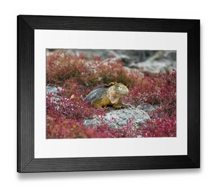 Framed Print : A land iguana, Conolophus Subcristatus. South Plaza Island, Galapagos, Ecuador Framed Print : A land iguana, Conolophus Subcristatus. South Plaza Island, Galapagos, Ecuador