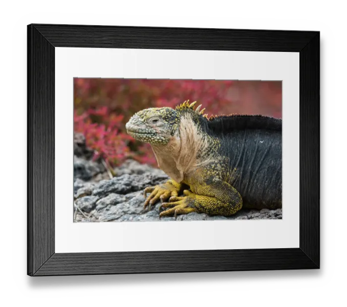 Framed Print : Portrait of a land iguana, Conolophus Subcristatus. South Plaza Island, Galapagos, Ecuador