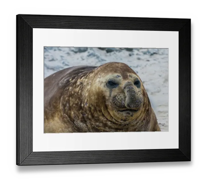 Framed Print : A southern elephant seal, Mirounga leonina, portrait. Sea Lion Island, Falkland Islands Framed Print : A southern elephant seal, Mirounga leonina, portrait. Sea Lion Island, Falkland Islands