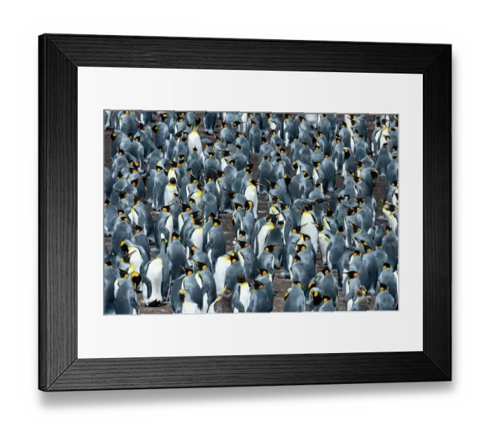 Framed Print : A king penguin colony, Aptenodytes patagonicus. Volunteer Point, Falkland Islands