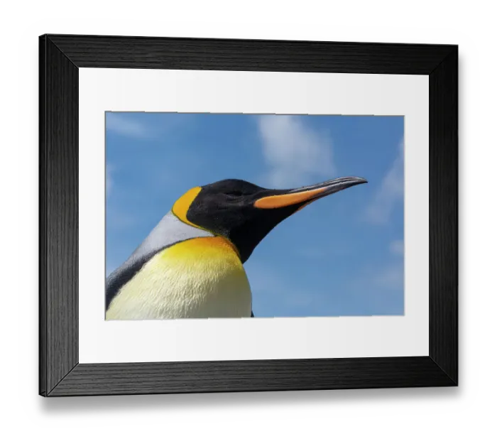 Framed Print : Portrait of a king penguin, Aptenodytes patagonicus. Volunteer Point, Falkland Islands