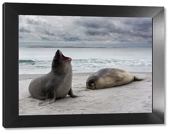 Young southern elephant seals, Mirounga leonina, resting on a beach. Sea Lion Island, Falkland Islands