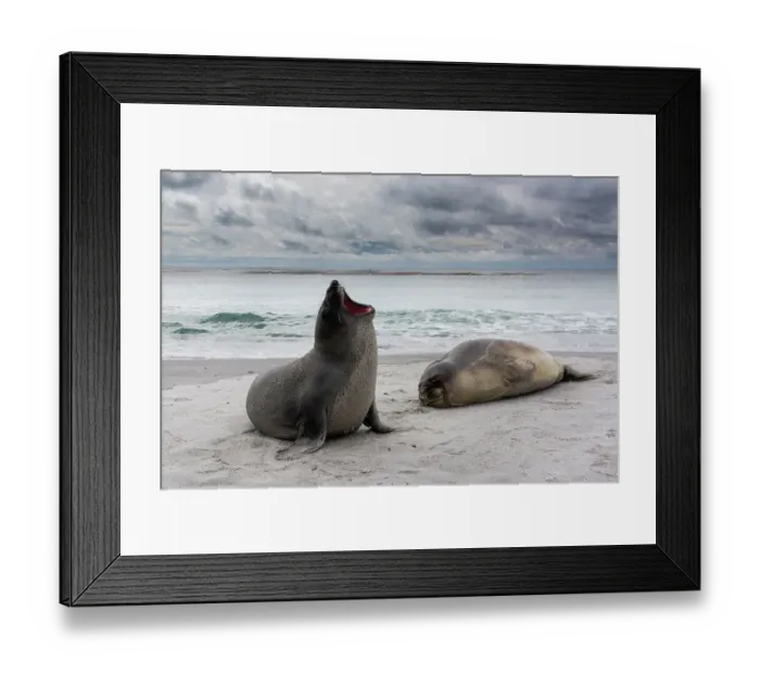 Framed Print : Young southern elephant seals, Mirounga leonina, resting on a beach. Sea Lion Island, Falkland Islands Framed Print : Young southern elephant seals, Mirounga leonina, resting on a beach. Sea Lion Island, Falkland Islands
