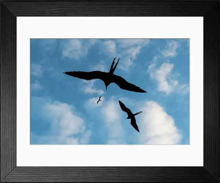 Framed Print : Great frigate birds, Fregata minor ridgwayi, flying against a blue sky. South Plaza Island, Galapagos, Ecuador Framed Print : Great frigate birds, Fregata minor ridgwayi, flying against a blue sky. South Plaza Island, Galapagos, Ecuador