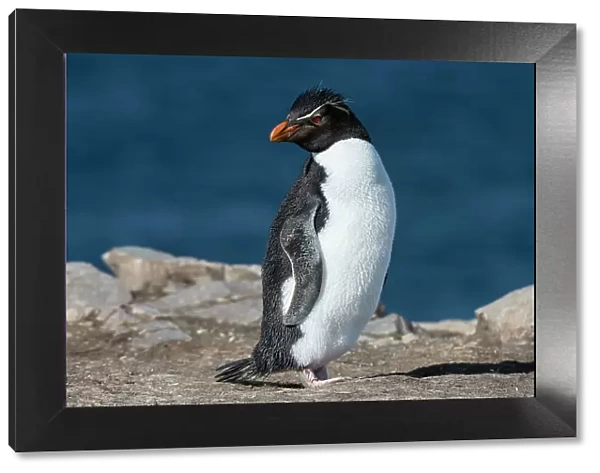 Portrait of a rockhopper penguin, Eudyptes chrysocome. Pebble Island, Falkland Islands