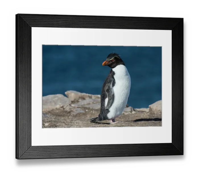 Framed Print : Portrait of a rockhopper penguin, Eudyptes chrysocome. Pebble Island, Falkland Islands