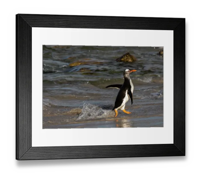Framed Print : Gentoo penguin, Pygoscelis Papua, coming ashore. Pebble Island, Falkland Islands