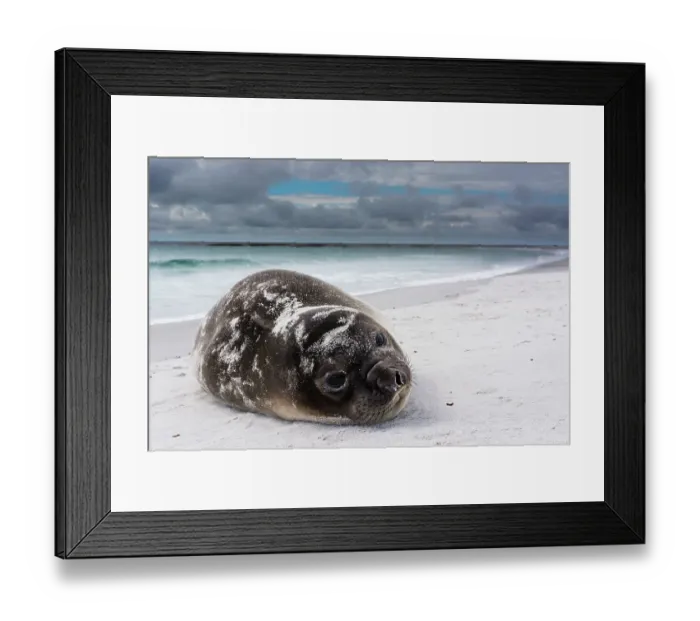 Framed Print : Southern elephant seal pup, Mirounga leonina, resting on a beach. Sea Lion Island, Falkland Islands Framed Print : Southern elephant seal pup, Mirounga leonina, resting on a beach. Sea Lion Island, Falkland Islands