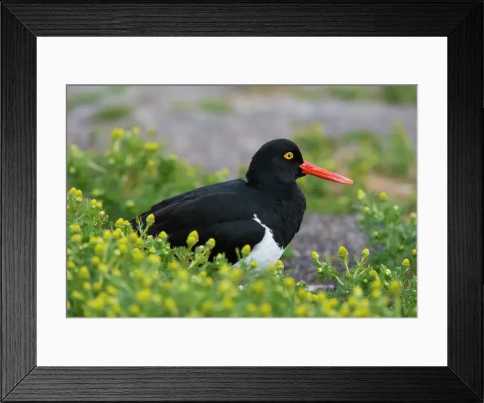 Framed Print : A Magellanic oystercatcher, Haematopus leucopodus, resting on the ground. Sea Lion Island, Falkland Islands