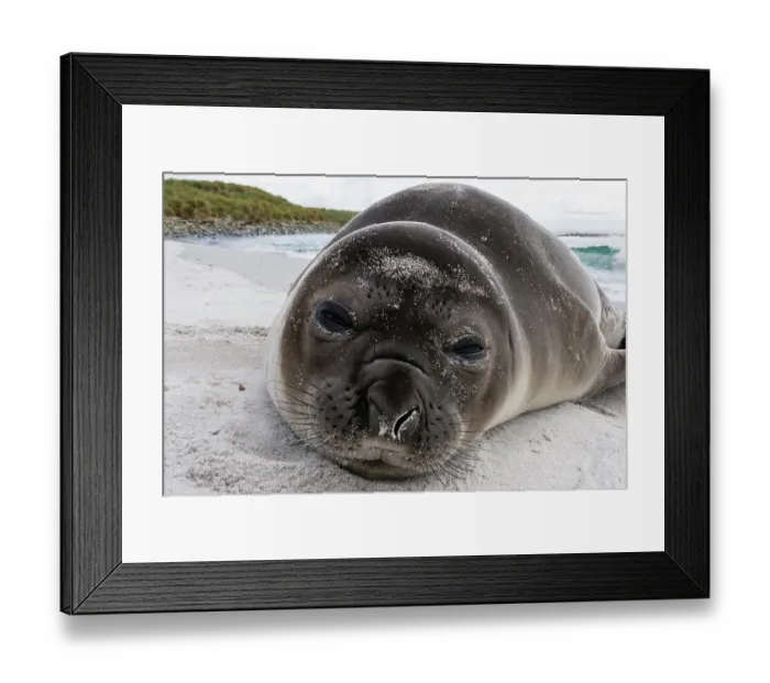 Framed Print : Southern elephant seal pup, Mirounga leonina, resting on a beach. Sea Lion Island, Falkland Islands Framed Print : Southern elephant seal pup, Mirounga leonina, resting on a beach. Sea Lion Island, Falkland Islands