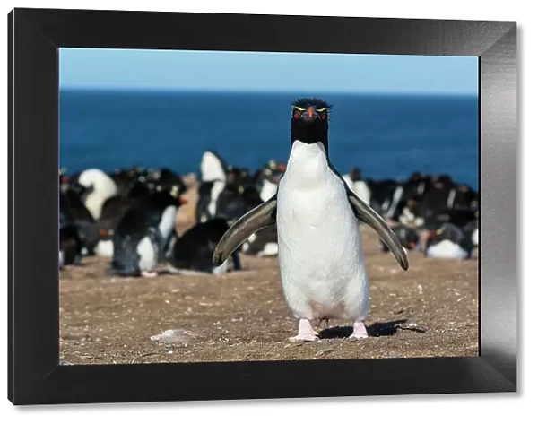 A rockhopper penguin, Eudyptes chrysocome, looking at the camera. Pebble Island, Falkland Islands