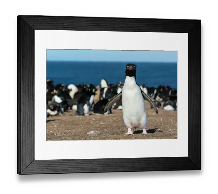 Framed Print : A rockhopper penguin, Eudyptes chrysocome, looking at the camera. Pebble Island, Falkland Islands