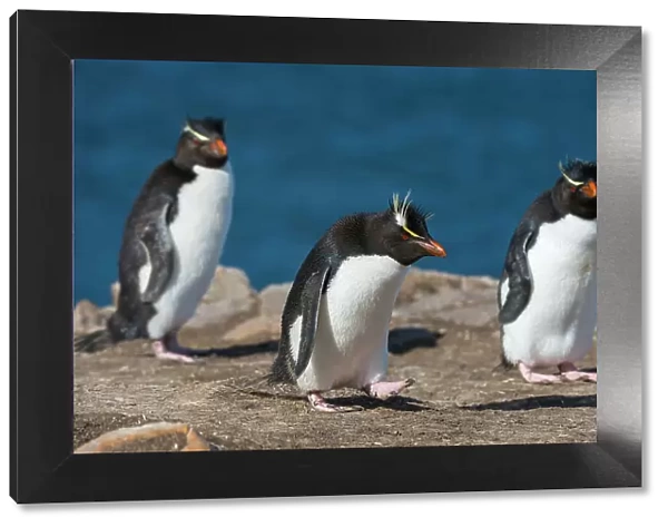 Three rockhopper penguins, Eudyptes chrysocome, on a cliff. Pebble Island, Falkland Islands