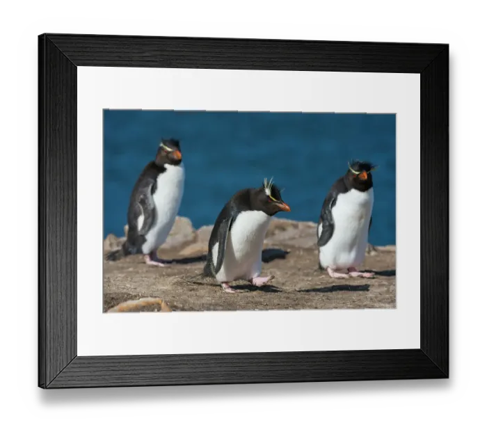 Framed Print : Three rockhopper penguins, Eudyptes chrysocome, on a cliff. Pebble Island, Falkland Islands Framed Print : Three rockhopper penguins, Eudyptes chrysocome, on a cliff. Pebble Island, Falkland Islands