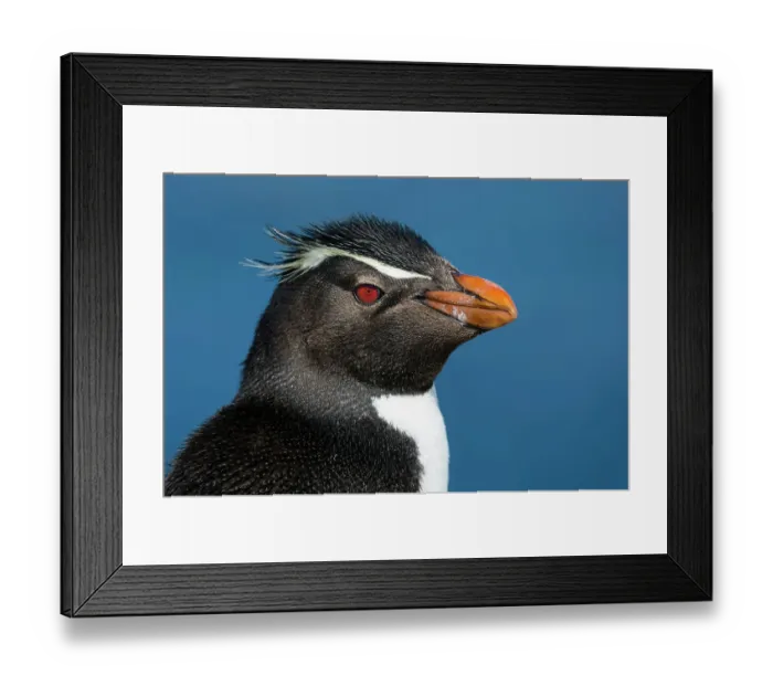 Framed Print : Close-up portrait of a rockhopper penguin, Eudyptes chrysocome. Pebble Island, Falkland Islands Framed Print : Close-up portrait of a rockhopper penguin, Eudyptes chrysocome. Pebble Island, Falkland Islands