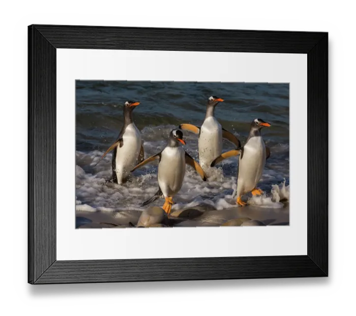 Framed Print : Gentoo penguins, Pygoscelis Papua, coming ashore. Pebble Island, Falkland Islands