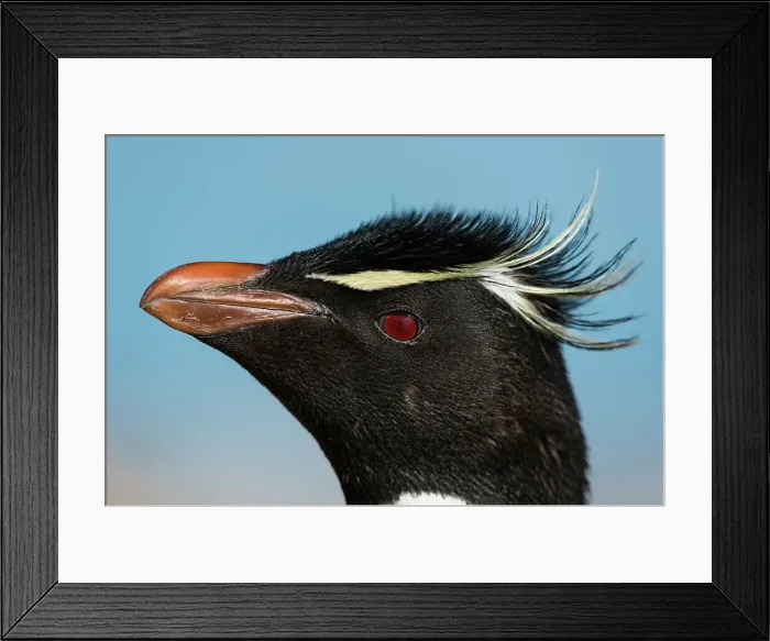 Framed Print : Close-up portrait of a rockhopper penguin, Eudyptes chrysocome. Pebble Island, Falkland Islands Framed Print : Close-up portrait of a rockhopper penguin, Eudyptes chrysocome. Pebble Island, Falkland Islands
