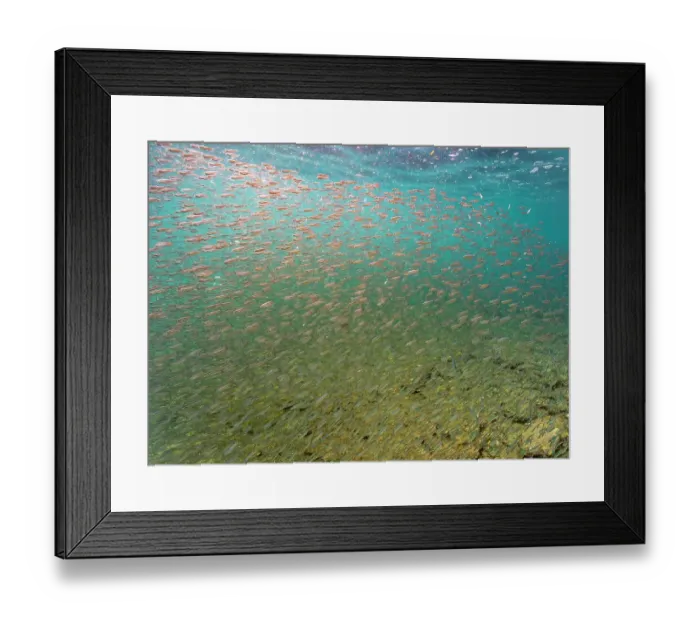 Framed Print : Ecuador, Galapagos National Park, Bartolome Island. School of anchovies Framed Print : Ecuador, Galapagos National Park, Bartolome Island. School of anchovies