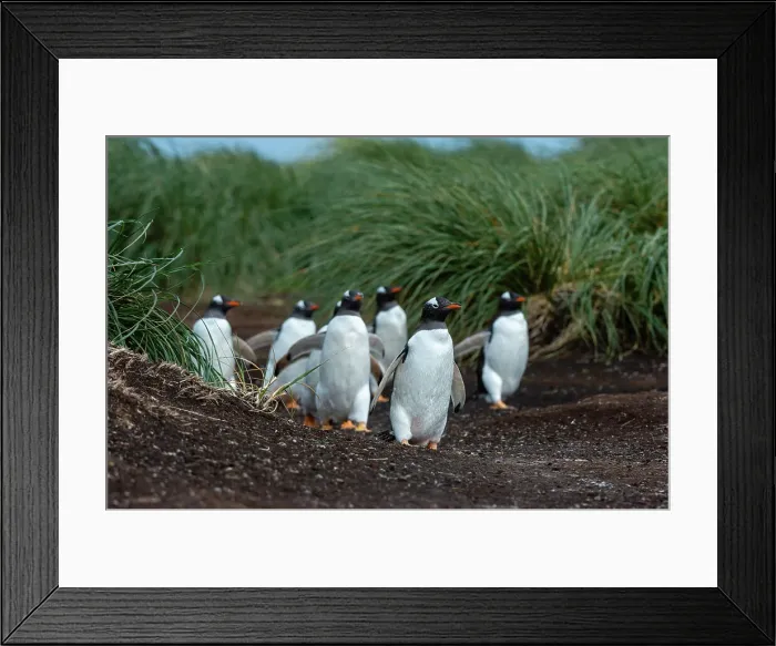 Framed Print : A Gentoo penguin, Pygoscelis Papua, walking to the beach. Sea Lion Island, Falkland Islands