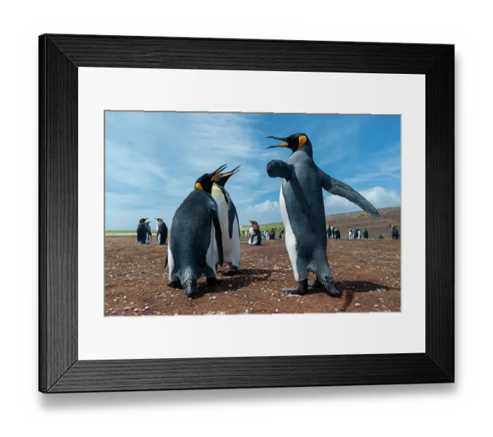 Framed Print : King penguins, Aptenodytes patagonicus, fighting. Volunteer Point, Falkland Islands