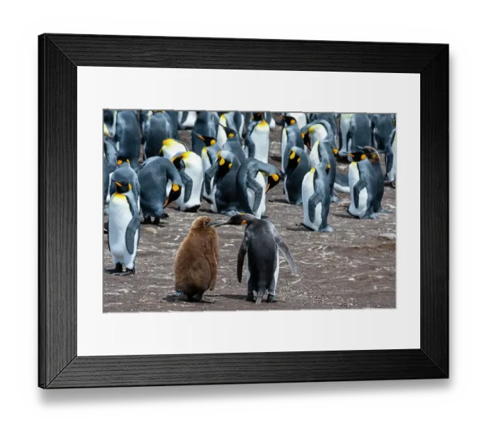 Framed Print : King penguins, Aptenodytes patagonicus, mother and chick, in a colony. Volunteer Point, Falkland Islands