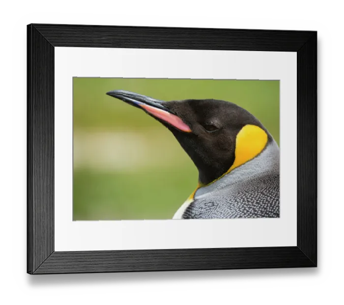 Framed Print : Portrait of a king penguin, Aptenodytes patagonicus. Volunteer Point, Falkland Islands Framed Print : Portrait of a king penguin, Aptenodytes patagonicus. Volunteer Point, Falkland Islands