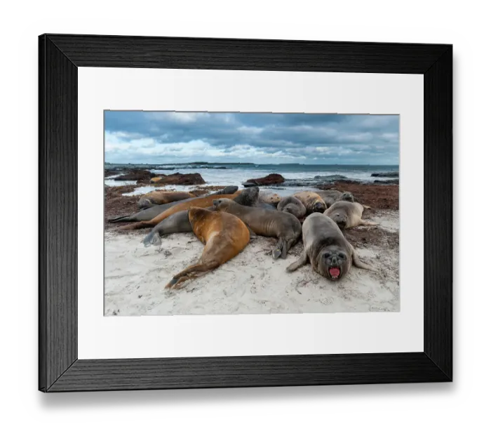 Framed Print : Southern elephant seals, Mirounga leonina, resting on a beach. Sea Lion Island, Falkland Islands Framed Print : Southern elephant seals, Mirounga leonina, resting on a beach. Sea Lion Island, Falkland Islands