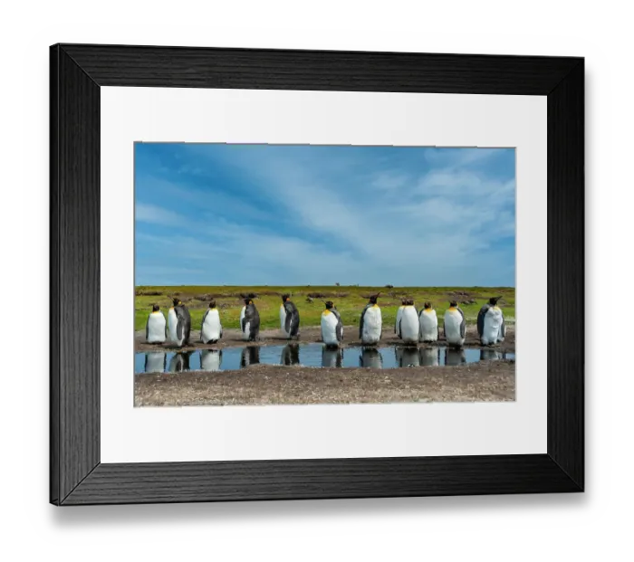 Framed Print : King penguins, Aptenodytes patagonicus, at a water pond. Volunteer Point, Falkland Islands Framed Print : King penguins, Aptenodytes patagonicus, at a water pond. Volunteer Point, Falkland Islands