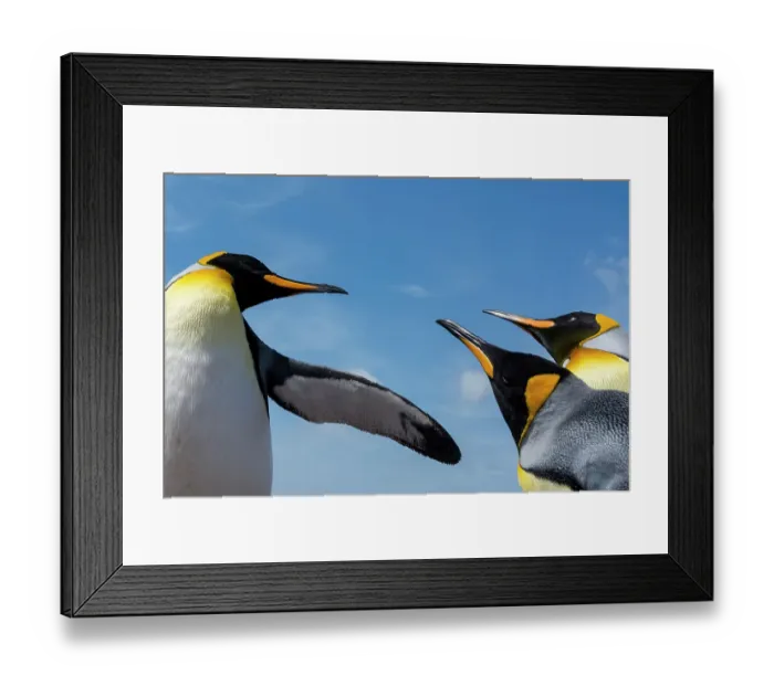 Framed Print : King penguins, Aptenodytes patagonicus, fighting. Volunteer Point, Falkland Islands Framed Print : King penguins, Aptenodytes patagonicus, fighting. Volunteer Point, Falkland Islands