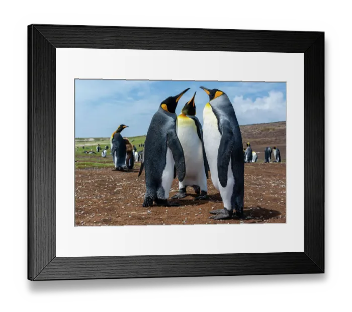 Framed Print : King penguins, Aptenodytes patagonicus, at a colony. Volunteer Point, Falkland Islands