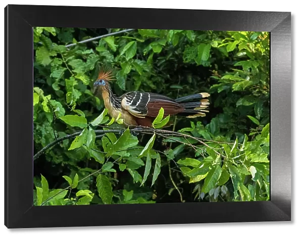 Peru, Amazon. Hoatzin bird in jungle tree