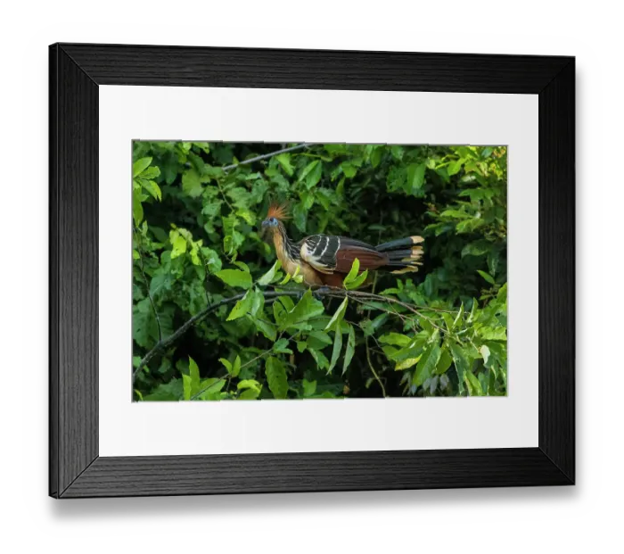 Framed Print : Peru, Amazon. Hoatzin bird in jungle tree Framed Print : Peru, Amazon. Hoatzin bird in jungle tree