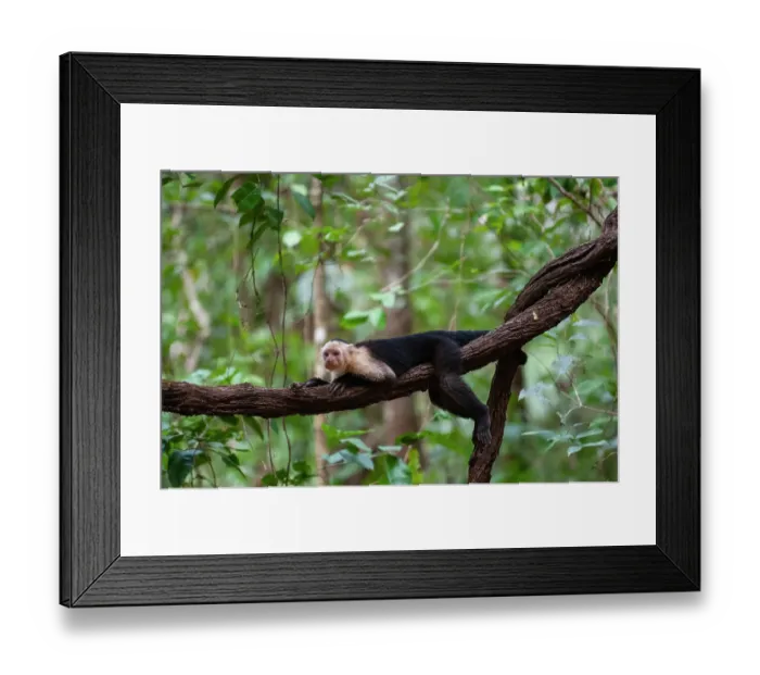 Framed Print : Portrait of a white-faced capuchin monkey, Cebus capucinus, lying on a vine. Curu Wildlife Reserve, Costa Rica