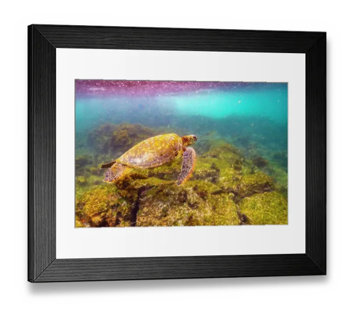 Framed Print : Ecuador, Galapagos National Park, Floreana Island, Post Office Bay. Green sea turtle close-up Framed Print : Ecuador, Galapagos National Park, Floreana Island, Post Office Bay. Green sea turtle close-up