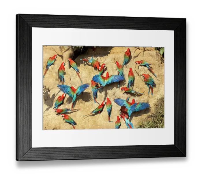 Framed Print : Peru, Amazon. Red and green macaws at clay lick in jungle Framed Print : Peru, Amazon. Red and green macaws at clay lick in jungle