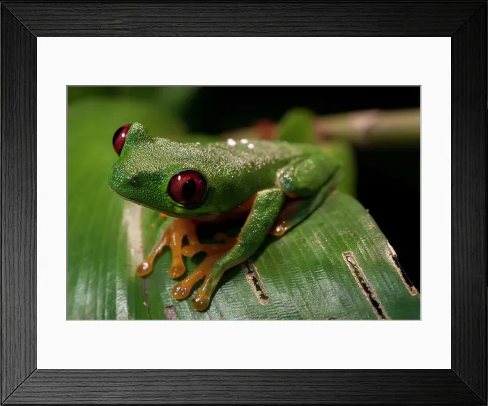 Framed Print : Close-up portrait of a red-eyed tree frog, Agalychnis callidryas. Manuel Antonio National Park, Costa Rica