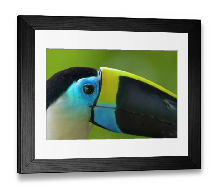 Framed Print : Peru, Amazon. Close-up of white-throated toucan's head in jungle Framed Print : Peru, Amazon. Close-up of white-throated toucan's head in jungle