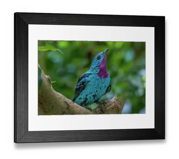 Framed Print : South America, Peru. Close-up of spangled cotinga bird in tree