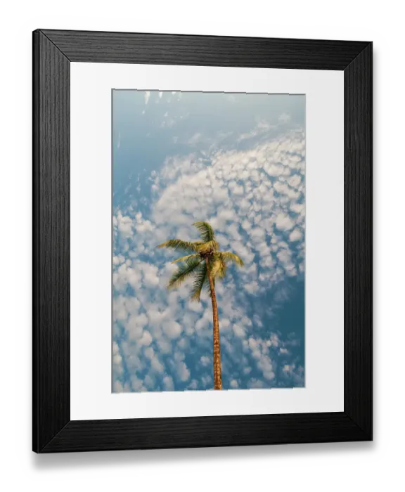 Framed Print : A palm tree with a sky full of puffy little clouds over head. Drake Bay, Osa Peninsula, Costa Rica