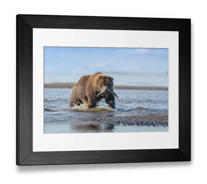 Framed Print : USA, Alaska, Lake Clark National Park. Grizzly bear with salmon prey in creek