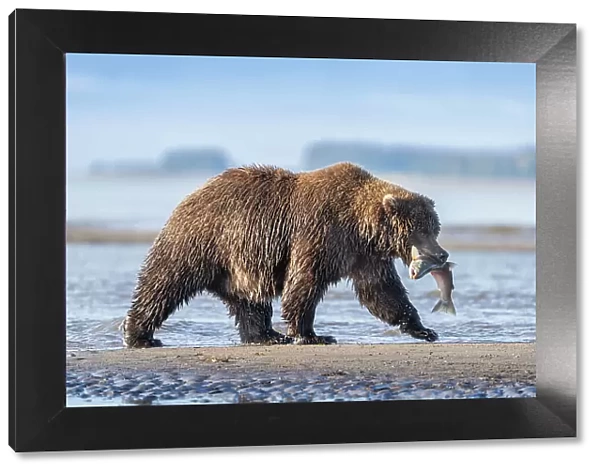 USA, Alaska, Lake Clark National Park. Grizzly bear with salmon prey
