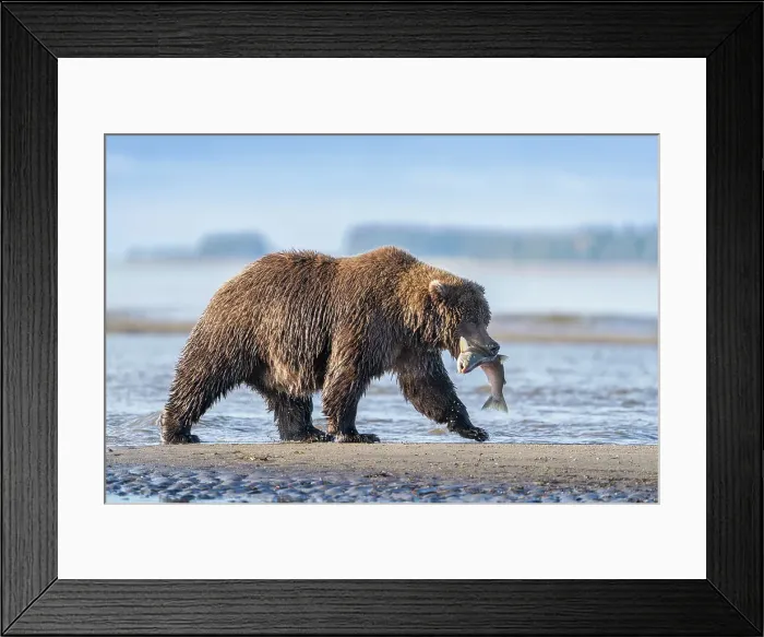 Framed Print : USA, Alaska, Lake Clark National Park. Grizzly bear with salmon prey Framed Print : USA, Alaska, Lake Clark National Park. Grizzly bear with salmon prey