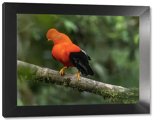 Peru. Male cock-of-the-rock bird in Amazon jungle