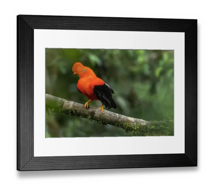 Framed Print : Peru. Male cock-of-the-rock bird in Amazon jungle