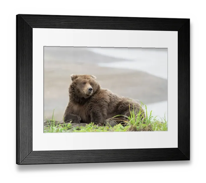 Framed Print : USA, Alaska, Lake Clark National Park. Grizzly bear resting on Cook Inlet beach Framed Print : USA, Alaska, Lake Clark National Park. Grizzly bear resting on Cook Inlet beach