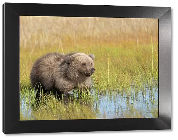 USA, Alaska, Lake Clark National Park. Grizzly bear cub in meadow pool eating grass