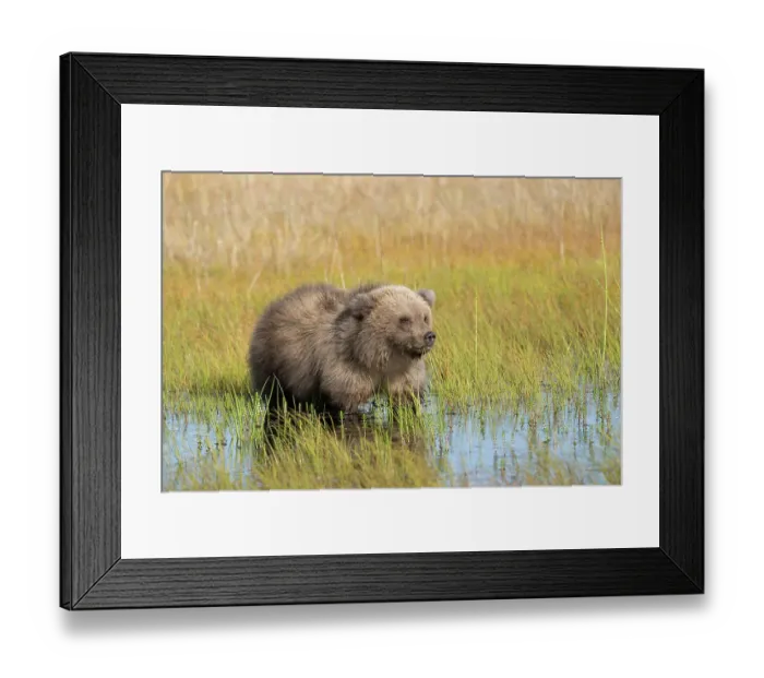 Framed Print : USA, Alaska, Lake Clark National Park. Grizzly bear cub in meadow pool eating grass Framed Print : USA, Alaska, Lake Clark National Park. Grizzly bear cub in meadow pool eating grass