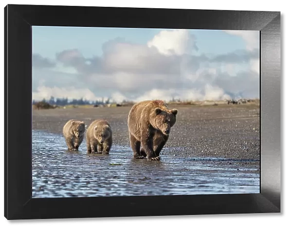 USA, Alaska, Lake Clark National Park. Grizzly bear sow with two cubs walk on beach